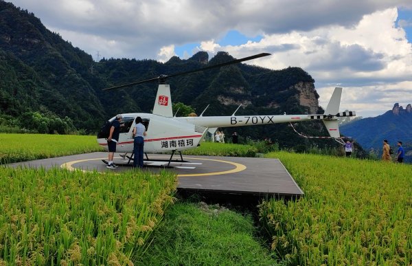 华亿配资 下了直升机直奔田里割稻子，外国游客解锁张家界新玩法