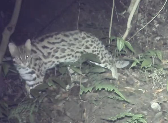 宏泰 四川荣县发现豹猫出没，花面狸、鼬獾等也竞相到红外相机前刷脸