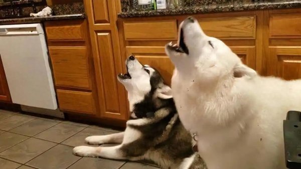 米升网 狗常莫名对空气乱叫，真能看见人类看不到的东西？