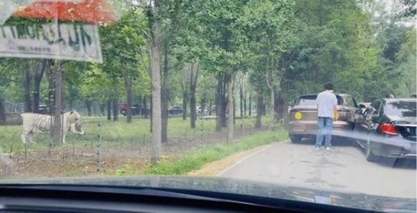 配资猫 惊险！两车在野生动物园猛兽区剐蹭，车主下车沟通，老虎一旁围观！园区回应