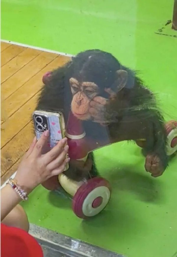 秒配网 动物园提醒：请不要给猩猩看手机了！